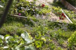 Vanessa Grosjean ou l'art de cultiver son jardin