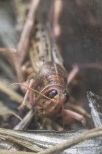Connaissance, conservation, information au sujet des insectes