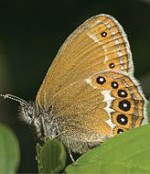 Connaissance, conservation, information au sujet des insectes